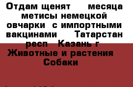 Отдам щенят 2,5 месяца метисы немецкой овчарки  с импортными вакцинами.  - Татарстан респ., Казань г. Животные и растения » Собаки   